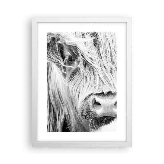 Obraz - Plakat - Szkocka dzikość - 30x40cm - Szkocka Krowa Górska Zwierzęta Czarno-Biały - Foto Plakaty na ścianę w ramie białej - Plakat do Salonu Sypialni ARTTOR ARTTOR