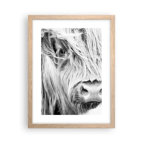 Obraz - Plakat - Szkocka dzikość - 30x40cm - Szkocka Krowa Górska Zwierzęta Czarno-Biały - Foto Plakaty na ścianę w ramie jasny dąb - Plakat do Salonu Sypialni ARTTOR ARTTOR