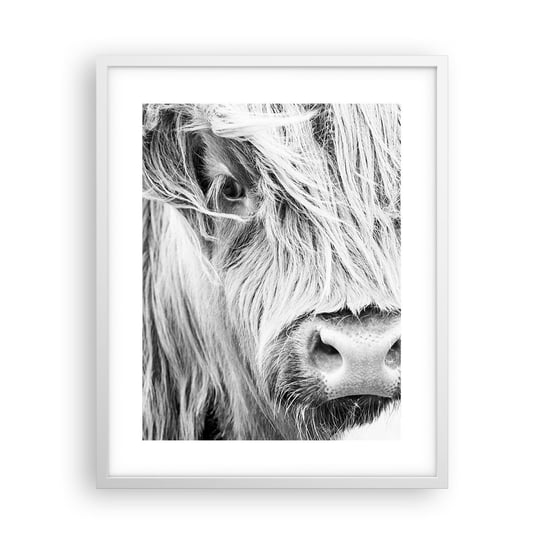 Obraz - Plakat - Szkocka dzikość - 40x50cm - Szkocka Krowa Górska Zwierzęta Czarno-Biały - Foto Plakaty w ramie koloru białego do Salonu Sypialni ARTTOR ARTTOR
