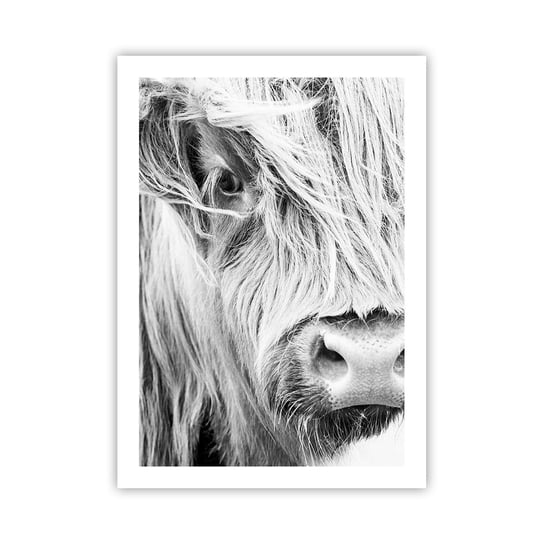 Obraz - Plakat - Szkocka dzikość - 50x70cm - Szkocka Krowa Górska Zwierzęta Czarno-Biały - Nowoczesny modny obraz Plakat bez ramy do Salonu Sypialni ARTTOR ARTTOR
