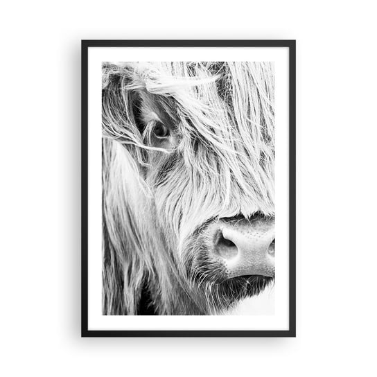 Obraz - Plakat - Szkocka dzikość - 50x70cm - Szkocka Krowa Górska Zwierzęta Czarno-Biały - Nowoczesny modny obraz Plakat czarna rama ARTTOR ARTTOR