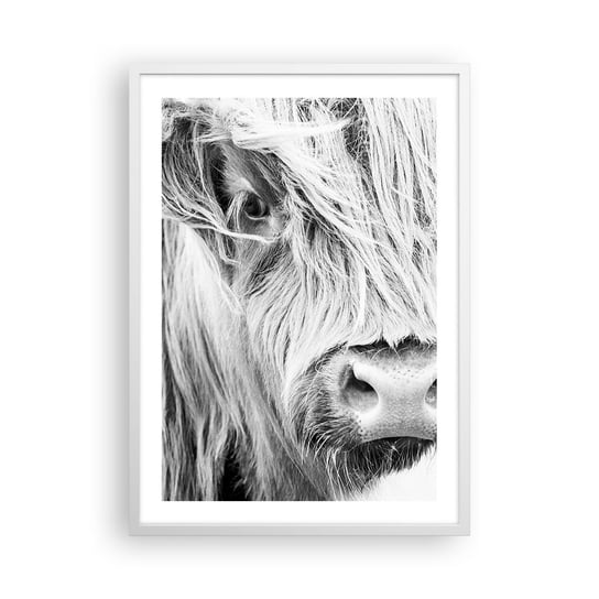 Obraz - Plakat - Szkocka dzikość - 50x70cm - Szkocka Krowa Górska Zwierzęta Czarno-Biały - Nowoczesny modny obraz Plakat rama biała ARTTOR ARTTOR