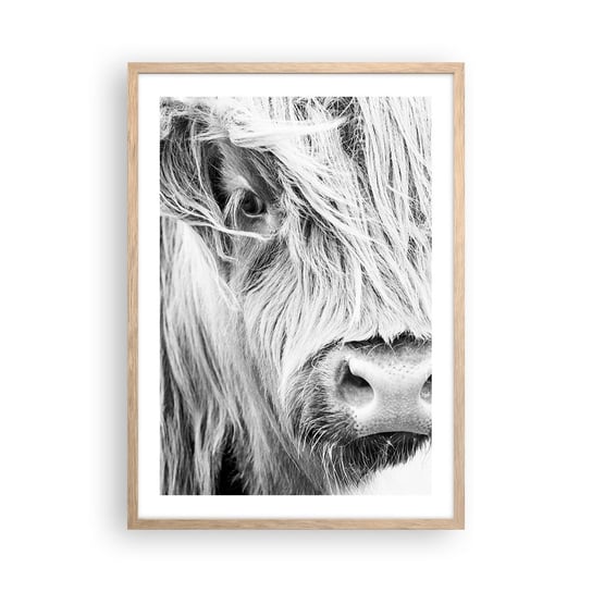 Obraz - Plakat - Szkocka dzikość - 50x70cm - Szkocka Krowa Górska Zwierzęta Czarno-Biały - Nowoczesny modny obraz Plakat rama jasny dąb ARTTOR ARTTOR