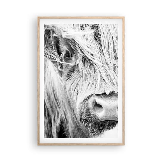 Obraz - Plakat - Szkocka dzikość - 61x91cm - Szkocka Krowa Górska Zwierzęta Czarno-Biały - Foto Plakaty na ścianę w ramie jasny dąb - Plakat do Salonu Sypialni ARTTOR ARTTOR