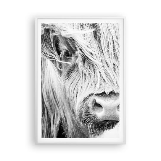 Obraz - Plakat - Szkocka dzikość - 70x100cm - Szkocka Krowa Górska Zwierzęta Czarno-Biały - Foto Plakaty w ramie koloru białego do Salonu Sypialni ARTTOR ARTTOR