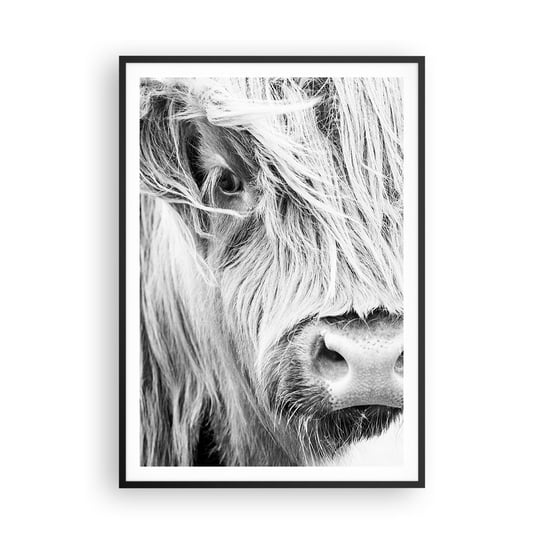 Obraz - Plakat - Szkocka dzikość - 70x100cm - Szkocka Krowa Górska Zwierzęta Czarno-Biały - Foto Plakaty w ramie koloru czarnego do Salonu Sypialni ARTTOR ARTTOR