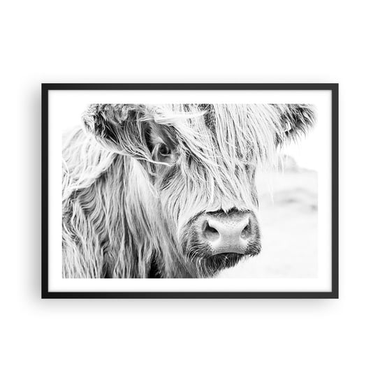 Obraz - Plakat - Szkocka dzikość - 70x50cm - Szkocka Krowa Górska Zwierzęta Czarno-Biały - Nowoczesny modny obraz Plakat czarna rama ARTTOR ARTTOR