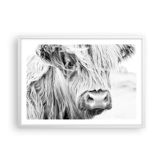Obraz - Plakat - Szkocka dzikość - 70x50cm - Szkocka Krowa Górska Zwierzęta Czarno-Biały - Nowoczesny modny obraz Plakat rama biała ARTTOR ARTTOR