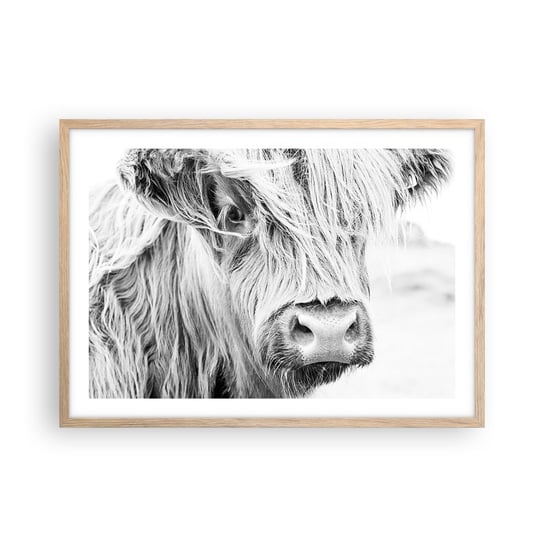 Obraz - Plakat - Szkocka dzikość - 70x50cm - Szkocka Krowa Górska Zwierzęta Czarno-Biały - Nowoczesny modny obraz Plakat rama jasny dąb ARTTOR ARTTOR