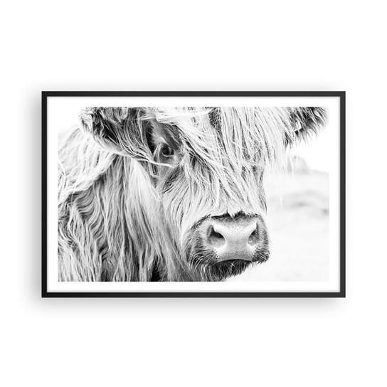 Obraz - Plakat - Szkocka dzikość - 91x61cm - Szkocka Krowa Górska Zwierzęta Czarno-Biały - Foto Plakaty na ścianę w czarnej ramie - Plakat do Salonu Sypialni ARTTOR ARTTOR