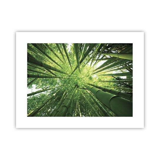 Obraz - Plakat - W bambusowym gaju - 40x30cm - Las Bambusowy Dżungla Bambus - Foto Plakaty na ścianę bez ramy - Plakat do Salonu Sypialni ARTTOR ARTTOR