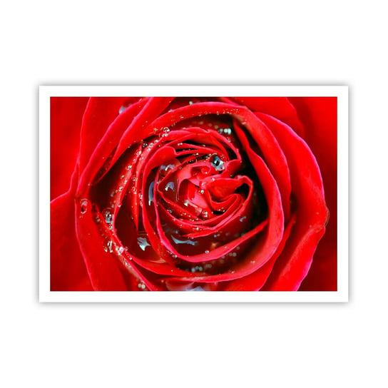 Obraz - Plakat - W kroplach rosy - 100x70cm - Kwiaty Czerwona Róża Miłość - Foto Plakaty bez ramy na ścianę do Salonu Sypialni ARTTOR ARTTOR