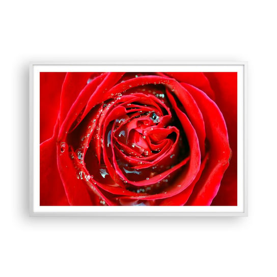 Obraz - Plakat - W kroplach rosy - 100x70cm - Kwiaty Czerwona Róża Miłość - Foto Plakaty w ramie koloru białego do Salonu Sypialni ARTTOR ARTTOR