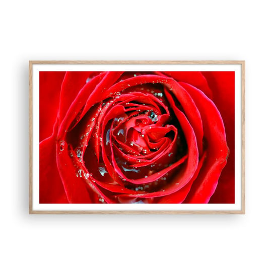 Obraz - Plakat - W kroplach rosy - 100x70cm - Kwiaty Czerwona Róża Miłość - Foto Plakaty w ramie koloru jasny dąb do Salonu Sypialni ARTTOR ARTTOR