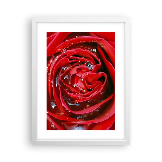 Obraz - Plakat - W kroplach rosy - 30x40cm - Kwiaty Czerwona Róża Miłość - Foto Plakaty na ścianę w ramie białej - Plakat do Salonu Sypialni ARTTOR ARTTOR