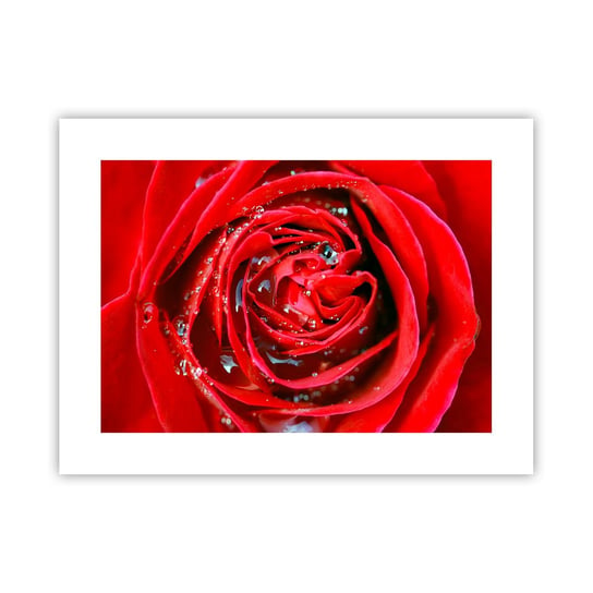 Obraz - Plakat - W kroplach rosy - 40x30cm - Kwiaty Czerwona Róża Miłość - Foto Plakaty na ścianę bez ramy - Plakat do Salonu Sypialni ARTTOR ARTTOR