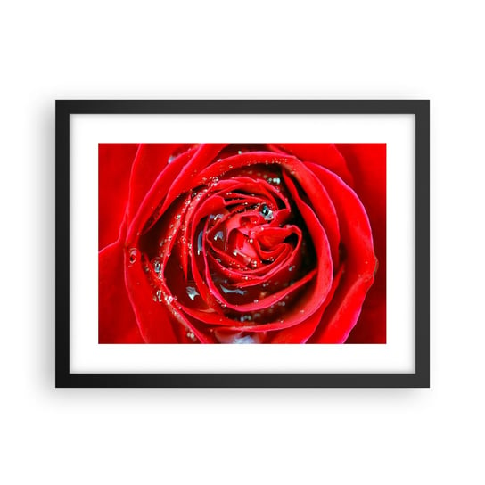 Obraz - Plakat - W kroplach rosy - 40x30cm - Kwiaty Czerwona Róża Miłość - Foto Plakaty na ścianę w czarnej ramie - Plakat do Salonu Sypialni ARTTOR ARTTOR