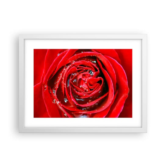 Obraz - Plakat - W kroplach rosy - 40x30cm - Kwiaty Czerwona Róża Miłość - Foto Plakaty na ścianę w ramie białej - Plakat do Salonu Sypialni ARTTOR ARTTOR