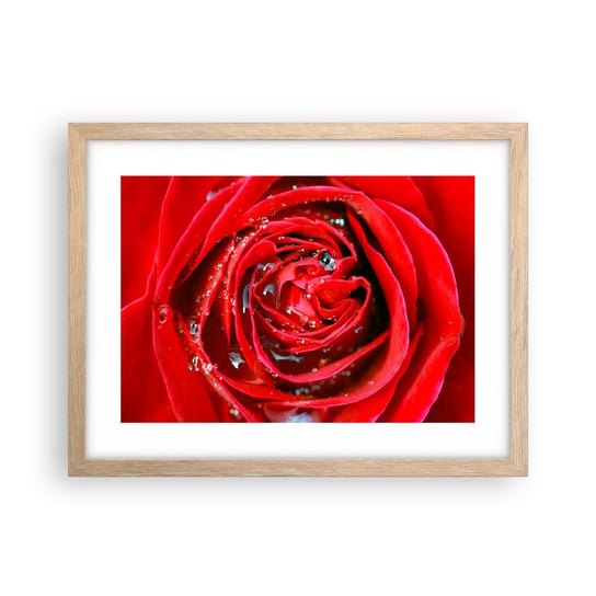 Obraz - Plakat - W kroplach rosy - 40x30cm - Kwiaty Czerwona Róża Miłość - Foto Plakaty na ścianę w ramie jasny dąb - Plakat do Salonu Sypialni ARTTOR ARTTOR