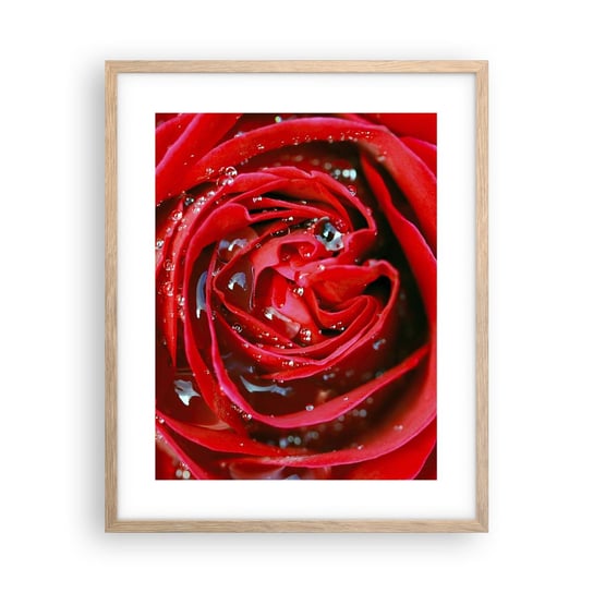 Obraz - Plakat - W kroplach rosy - 40x50cm - Kwiaty Czerwona Róża Miłość - Foto Plakaty w ramie koloru jasny dąb do Salonu Sypialni ARTTOR ARTTOR