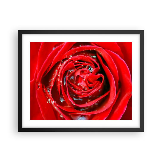Obraz - Plakat - W kroplach rosy - 50x40cm - Kwiaty Czerwona Róża Miłość - Foto Plakaty w ramie koloru czarnego do Salonu Sypialni ARTTOR ARTTOR