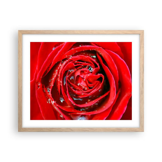 Obraz - Plakat - W kroplach rosy - 50x40cm - Kwiaty Czerwona Róża Miłość - Foto Plakaty w ramie koloru jasny dąb do Salonu Sypialni ARTTOR ARTTOR