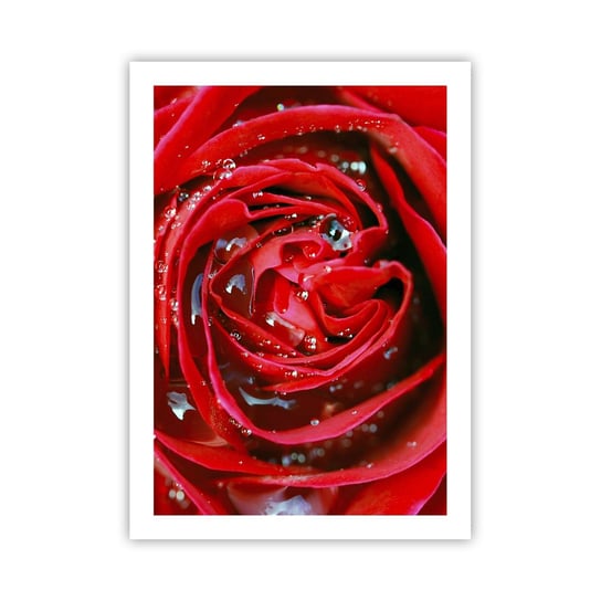 Obraz - Plakat - W kroplach rosy - 50x70cm - Kwiaty Czerwona Róża Miłość - Nowoczesny modny obraz Plakat bez ramy do Salonu Sypialni ARTTOR ARTTOR