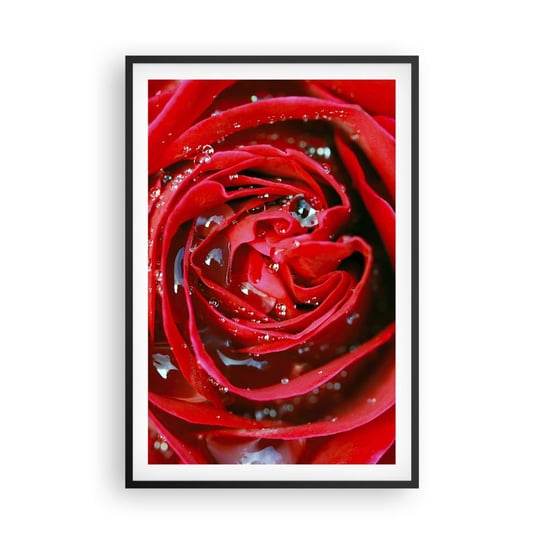 Obraz - Plakat - W kroplach rosy - 61x91cm - Kwiaty Czerwona Róża Miłość - Foto Plakaty na ścianę w czarnej ramie - Plakat do Salonu Sypialni ARTTOR ARTTOR