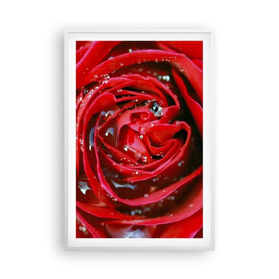 Obraz - Plakat - W kroplach rosy - 61x91cm - Kwiaty Czerwona Róża Miłość - Foto Plakaty na ścianę w ramie białej - Plakat do Salonu Sypialni ARTTOR ARTTOR