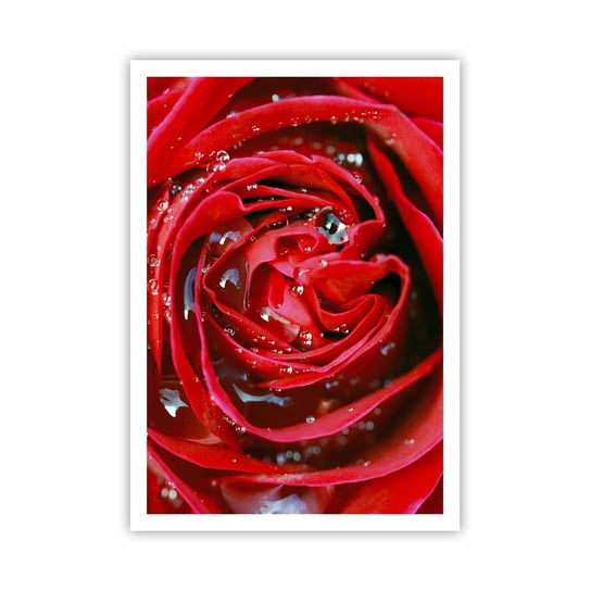 Obraz - Plakat - W kroplach rosy - 70x100cm - Kwiaty Czerwona Róża Miłość - Foto Plakaty bez ramy na ścianę do Salonu Sypialni ARTTOR ARTTOR