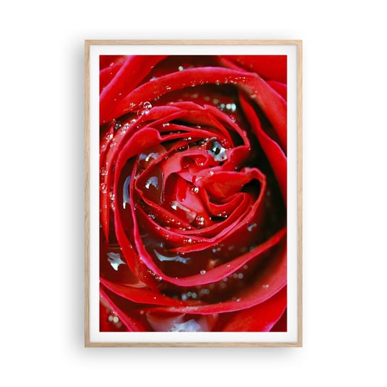 Obraz - Plakat - W kroplach rosy - 70x100cm - Kwiaty Czerwona Róża Miłość - Foto Plakaty w ramie koloru jasny dąb do Salonu Sypialni ARTTOR ARTTOR