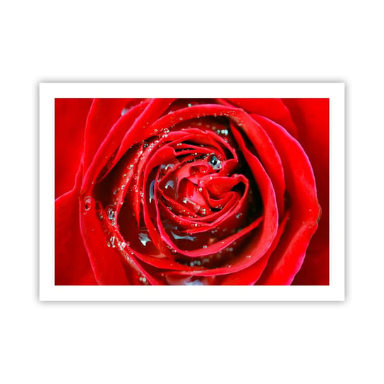 Obraz - Plakat - W kroplach rosy - 70x50cm - Kwiaty Czerwona Róża Miłość - Nowoczesny modny obraz Plakat bez ramy do Salonu Sypialni ARTTOR ARTTOR