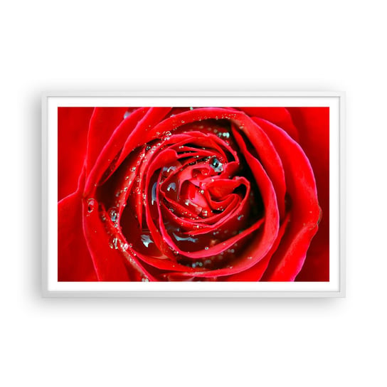 Obraz - Plakat - W kroplach rosy - 91x61cm - Kwiaty Czerwona Róża Miłość - Foto Plakaty na ścianę w ramie białej - Plakat do Salonu Sypialni ARTTOR ARTTOR