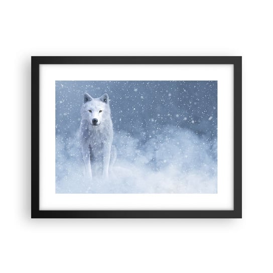 Obraz - Plakat - W zimowym duchu - 40x30cm - Biały Wilk Zwierzęta Zima - Foto Plakaty na ścianę w czarnej ramie - Plakat do Salonu Sypialni ARTTOR ARTTOR