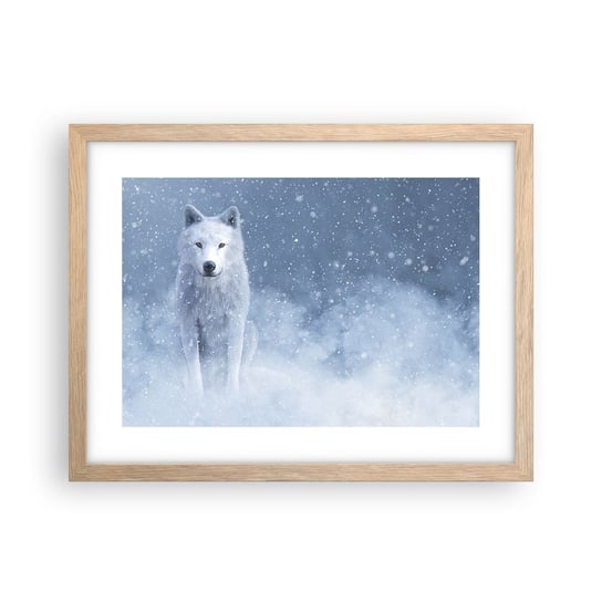 Obraz - Plakat - W zimowym duchu - 40x30cm - Biały Wilk Zwierzęta Zima - Foto Plakaty na ścianę w ramie jasny dąb - Plakat do Salonu Sypialni ARTTOR ARTTOR