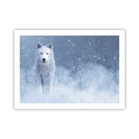 Obraz - Plakat - W zimowym duchu - 70x50cm - Biały Wilk Zwierzęta Zima - Nowoczesny modny obraz Plakat bez ramy do Salonu Sypialni ARTTOR ARTTOR