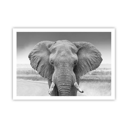 Obraz - Plakat - Witaj w moim świecie - 100x70cm - Słoń Afryka Zwierzęta - Foto Plakaty bez ramy na ścianę do Salonu Sypialni ARTTOR ARTTOR