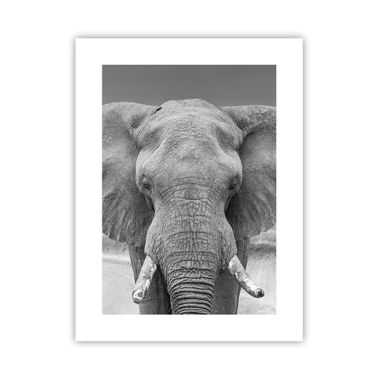 Obraz - Plakat - Witaj w moim świecie - 30x40cm - Słoń Afryka Zwierzęta - Foto Plakaty na ścianę bez ramy - Plakat do Salonu Sypialni ARTTOR ARTTOR