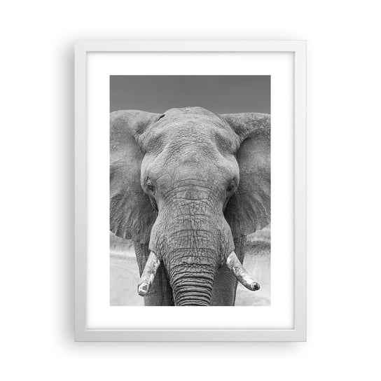 Obraz - Plakat - Witaj w moim świecie - 30x40cm - Słoń Afryka Zwierzęta - Foto Plakaty na ścianę w ramie białej - Plakat do Salonu Sypialni ARTTOR ARTTOR