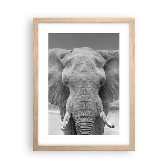 Obraz - Plakat - Witaj w moim świecie - 30x40cm - Słoń Afryka Zwierzęta - Foto Plakaty na ścianę w ramie jasny dąb - Plakat do Salonu Sypialni ARTTOR ARTTOR