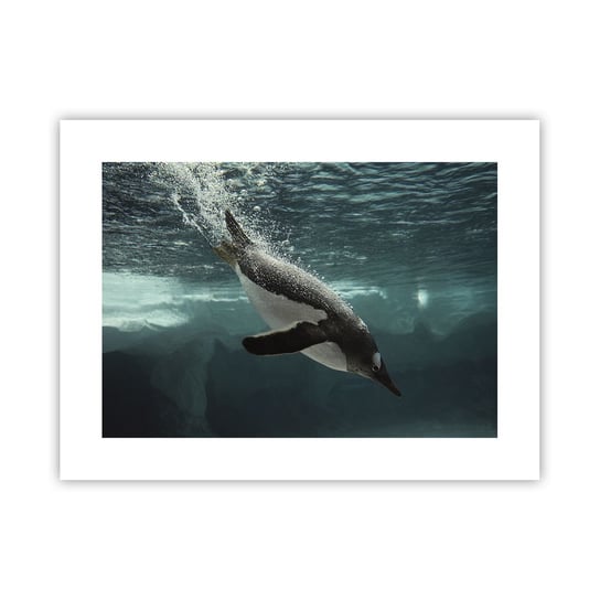 Obraz - Plakat - Witaj w moim świecie - 40x30cm - Pingwin Zwierzęta Natura - Foto Plakaty na ścianę bez ramy - Plakat do Salonu Sypialni ARTTOR ARTTOR