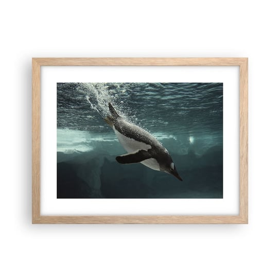 Obraz - Plakat - Witaj w moim świecie - 40x30cm - Pingwin Zwierzęta Natura - Foto Plakaty na ścianę w ramie jasny dąb - Plakat do Salonu Sypialni ARTTOR ARTTOR