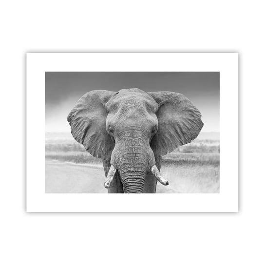 Obraz - Plakat - Witaj w moim świecie - 40x30cm - Słoń Afryka Zwierzęta - Foto Plakaty na ścianę bez ramy - Plakat do Salonu Sypialni ARTTOR ARTTOR