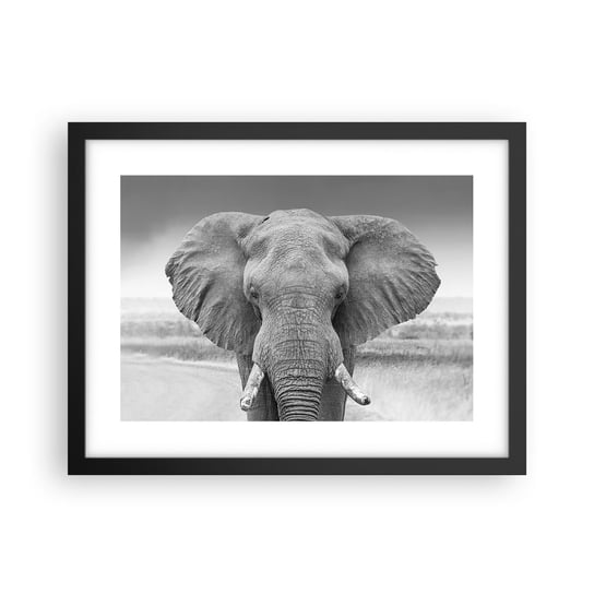 Obraz - Plakat - Witaj w moim świecie - 40x30cm - Słoń Afryka Zwierzęta - Foto Plakaty na ścianę w czarnej ramie - Plakat do Salonu Sypialni ARTTOR ARTTOR