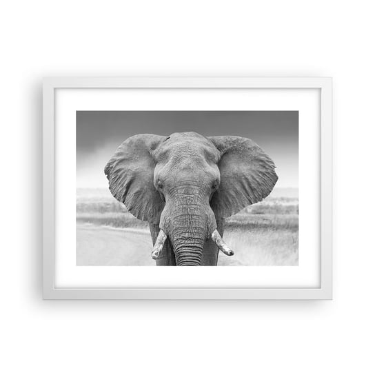 Obraz - Plakat - Witaj w moim świecie - 40x30cm - Słoń Afryka Zwierzęta - Foto Plakaty na ścianę w ramie białej - Plakat do Salonu Sypialni ARTTOR ARTTOR