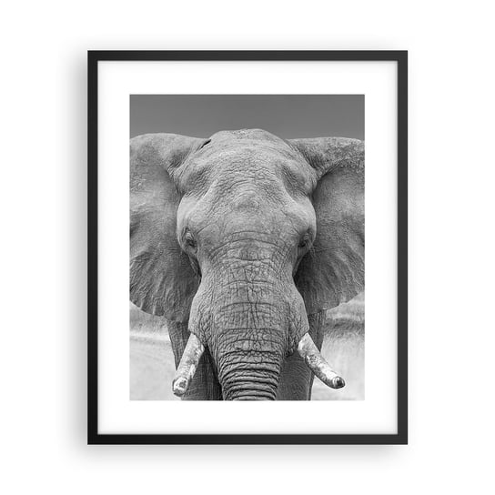Obraz - Plakat - Witaj w moim świecie - 40x50cm - Słoń Afryka Zwierzęta - Foto Plakaty w ramie koloru czarnego do Salonu Sypialni ARTTOR ARTTOR