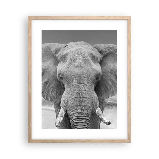 Obraz - Plakat - Witaj w moim świecie - 40x50cm - Słoń Afryka Zwierzęta - Foto Plakaty w ramie koloru jasny dąb do Salonu Sypialni ARTTOR ARTTOR