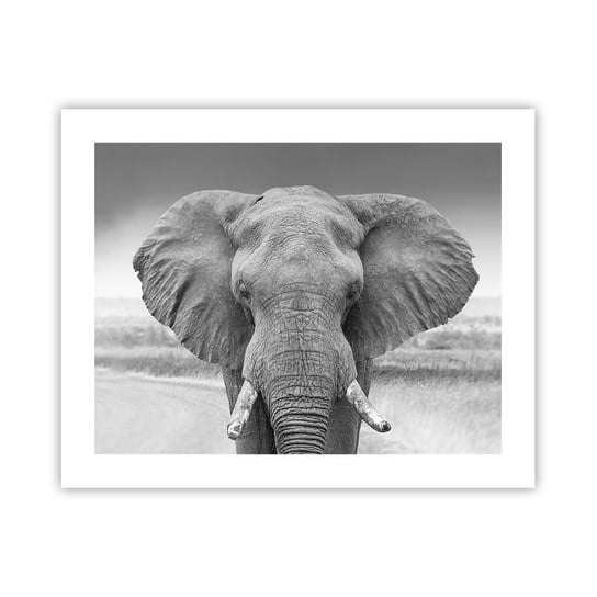 Obraz - Plakat - Witaj w moim świecie - 50x40cm - Słoń Afryka Zwierzęta - Foto Plakaty bez ramy do Salonu Sypialni ARTTOR ARTTOR
