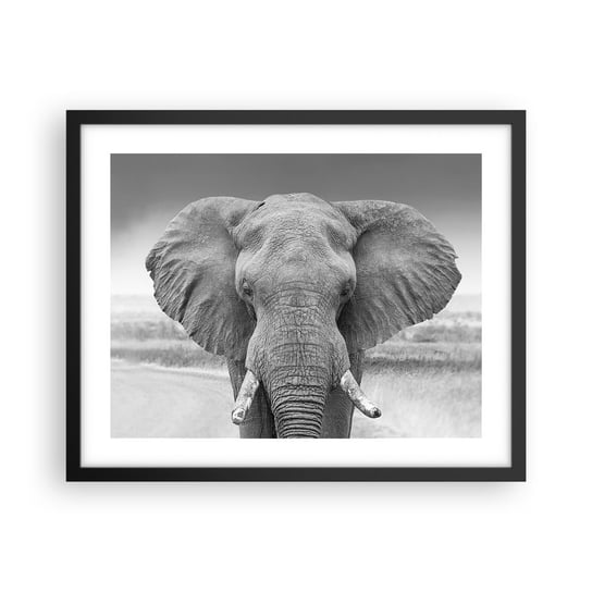 Obraz - Plakat - Witaj w moim świecie - 50x40cm - Słoń Afryka Zwierzęta - Foto Plakaty w ramie koloru czarnego do Salonu Sypialni ARTTOR ARTTOR