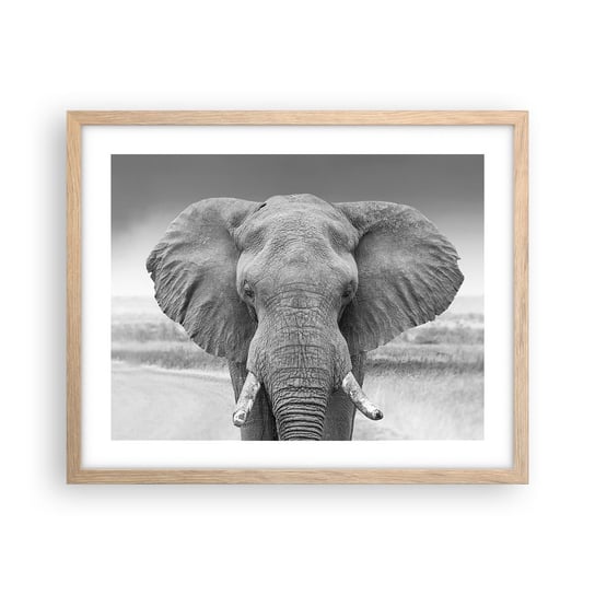Obraz - Plakat - Witaj w moim świecie - 50x40cm - Słoń Afryka Zwierzęta - Foto Plakaty w ramie koloru jasny dąb do Salonu Sypialni ARTTOR ARTTOR